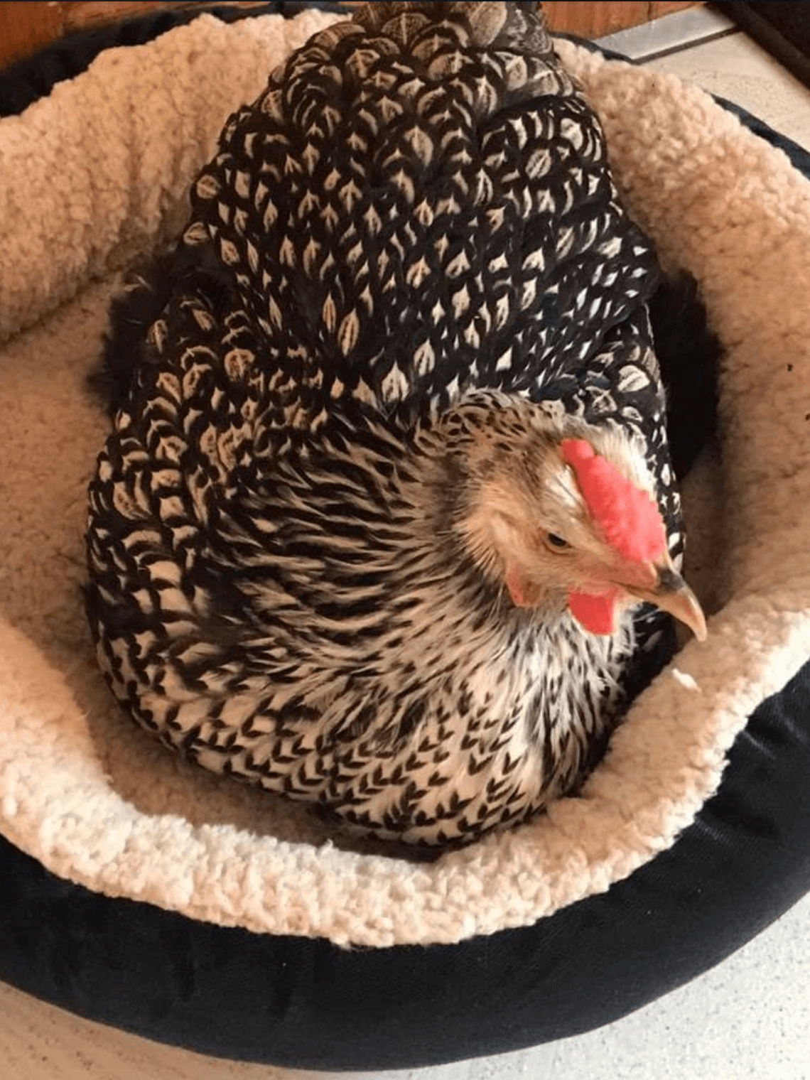 Coco de Cicero Illinois