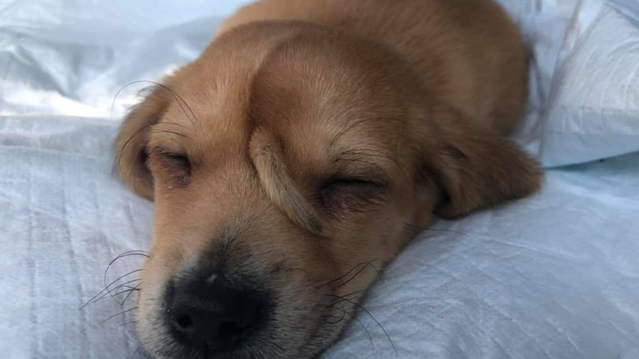 Las publicaciones de Narwhal el perrito ‘unicornio’ se han hecho virales en las redes.