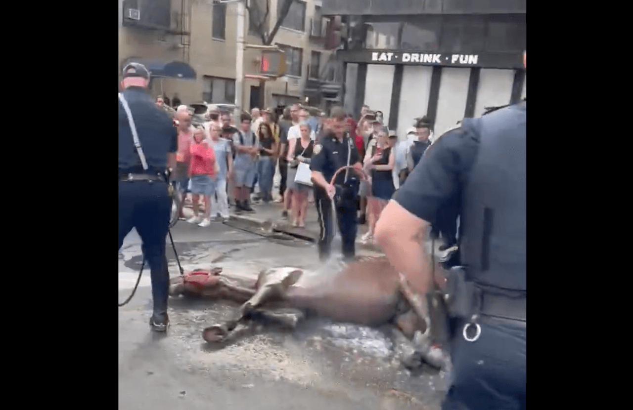 Causa impacto el desplome de un caballo en pleno corazón de Manhattan