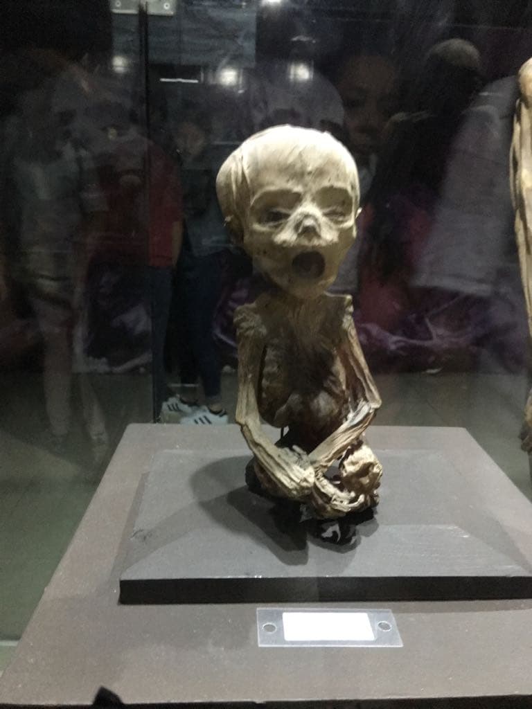 Uno de los lugares que más difruto fue conocer
<a href="https://es.wikipedia.org/wiki/Momias_de_Guanajuato">'El Museo de las Momias de Guanajuato'.</a>