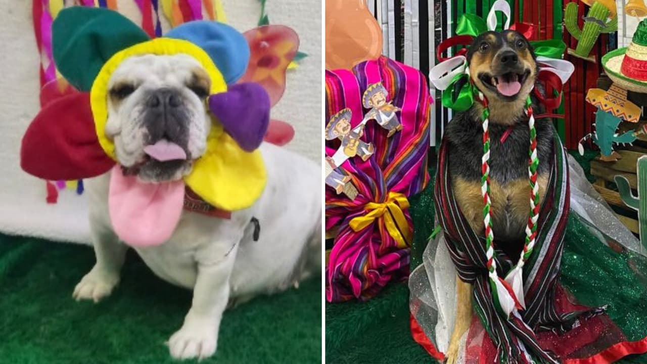 Estética canina se viraliza por hacer sesiones fotográficas a los perritos: mira las tiernas fotos