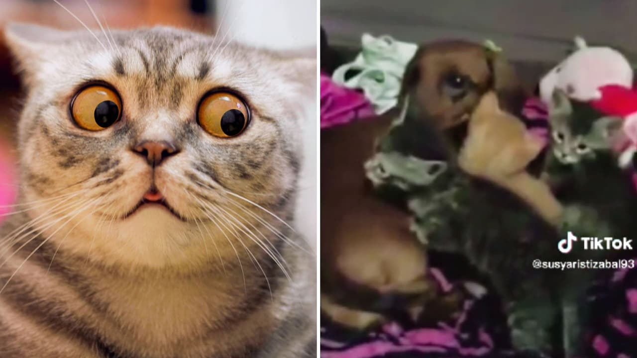 Perrita “roba” los hijos a gatita y ni siquiera deja que se les acerque: video se hace viral