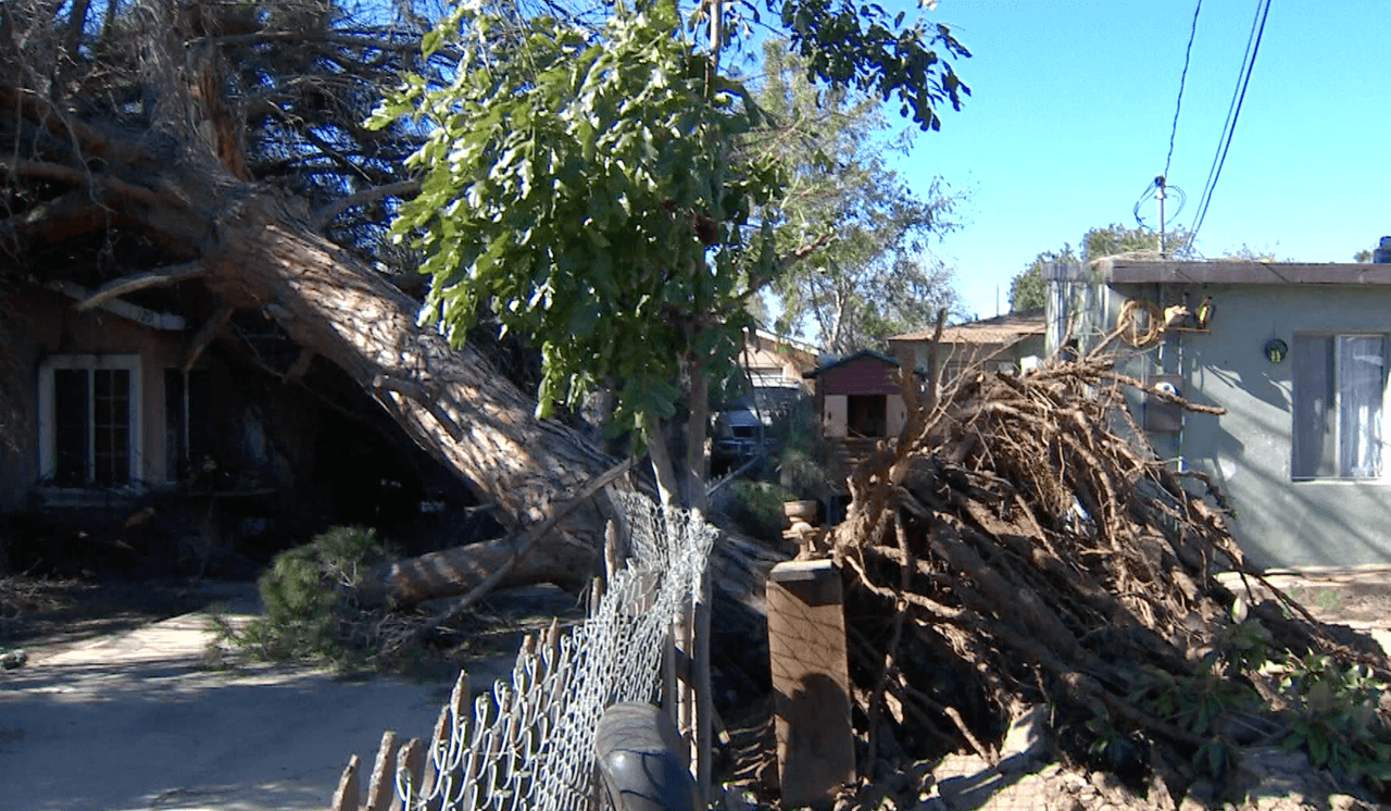 Árboles gigantescos fueron derribados por la fuerza de los vientos destruyendo casas, carros y hasta aceras.