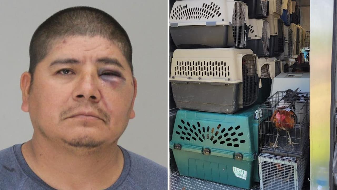 Pierde apuesta en pelea de gallos y reclama a balazos a cuidador de aves en rancho al sur de Dallas