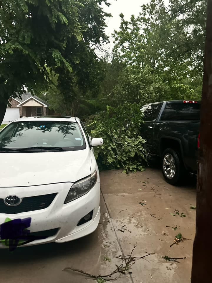 Árboles de gran tamaño cayeron sobre múltiples autos, dejándolos totalmente destrozados.