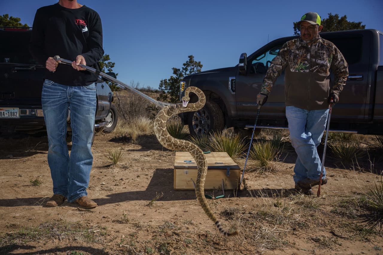 <a href="https://wildlife.ca.gov/Conservation/Laboratories/Wildlife-Health/HWC-Program#551963135-rattlesnakes">CDFW proporciona consejos en su sitio web</a> para coexistir de manera segura con las serpientes nativas y saber qué hacer (o no hacer) en caso de una mordedura de serpiente.
<br>
