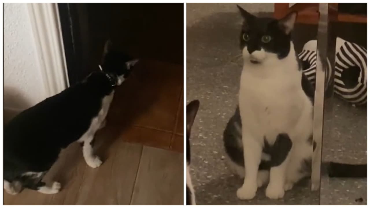 Familia engaña a su gato para hacerlo creer que en la calle siempre llueve y no se escape