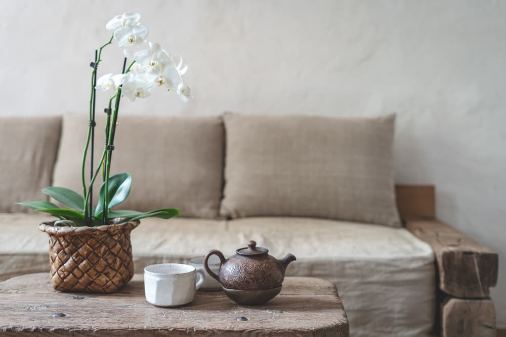 <b>Las blancas, </b>como en todos lados, son símbolo de pureza, inocencia, elegancia y belleza. Son las ideales para regalar en nacimientos, bautizos o ceremonias donde atraigamos esos valores.