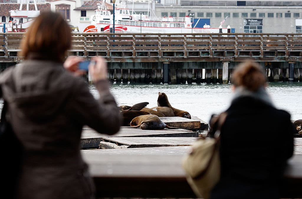 Esta época del año es considerada como la temporada alta para la observación de estos animales en el Muelle 39.