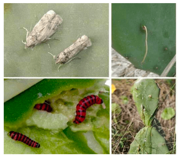 Después de que comenzó a extenderse hacia Texas, el equipo de investigación de especies invasoras de la UT en Austin comenzó a prepararse para su llegada mediante el estudio de sus enemigos naturales con la colaboradora Patricia Folgarait en Argentina.