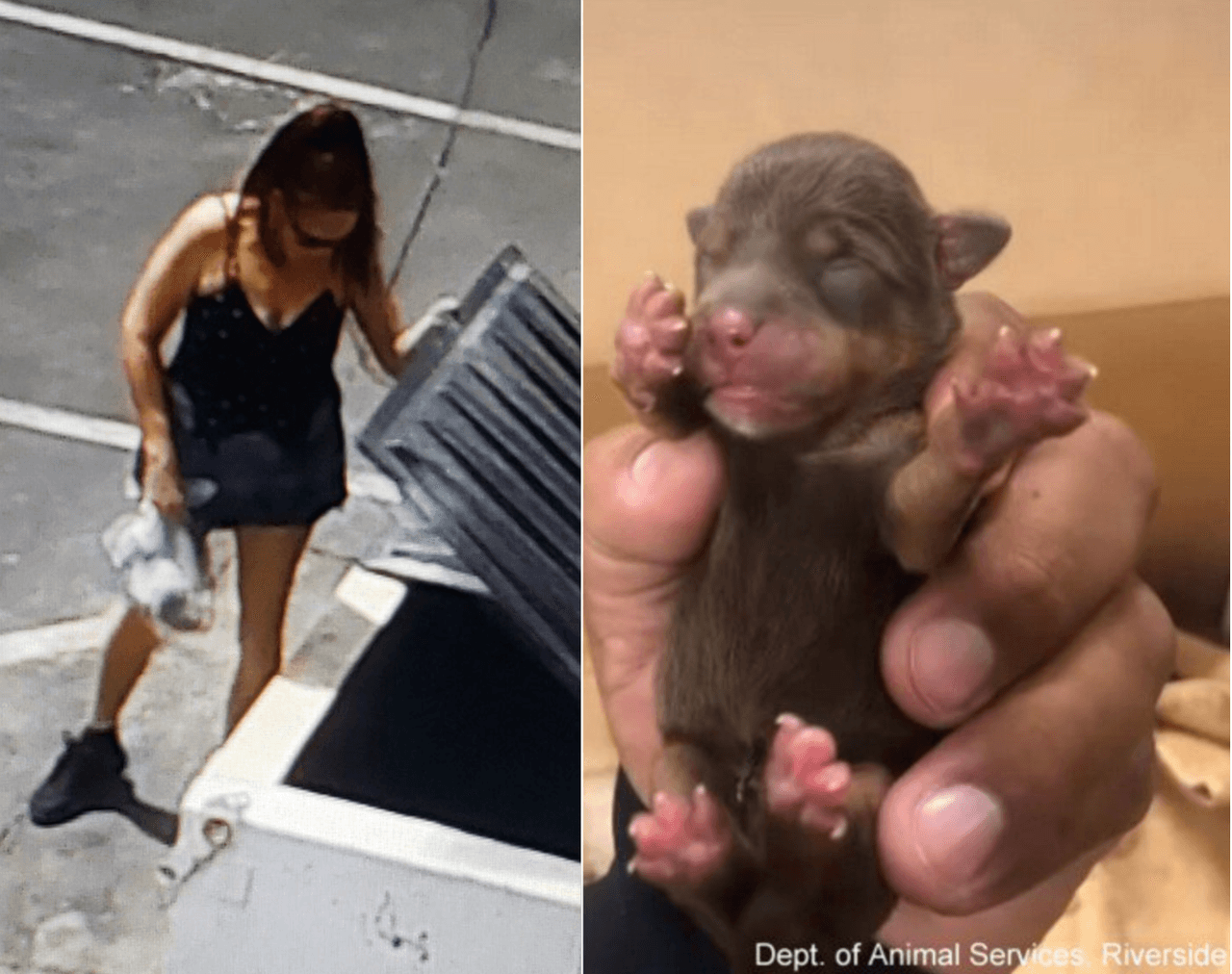 Arrestan a sospechosa de tirar a siete cachorros al basurero