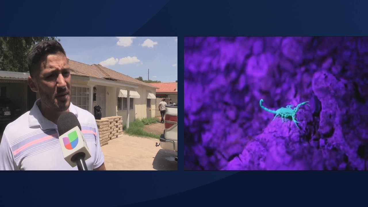 El señor Cristian, es residente de Phoenix y no dudó contratar a los fumigadores profesionales luego de descubrir nidos de insectos en su propiedad. “Vimos también escorpiones y termitas, y pues le hablé… pero también salió el pasto y aparecieron los insectos y atrae a los escorpiones”, explica Cristian, residente de Phoenix.
<br>
<br>
<br>