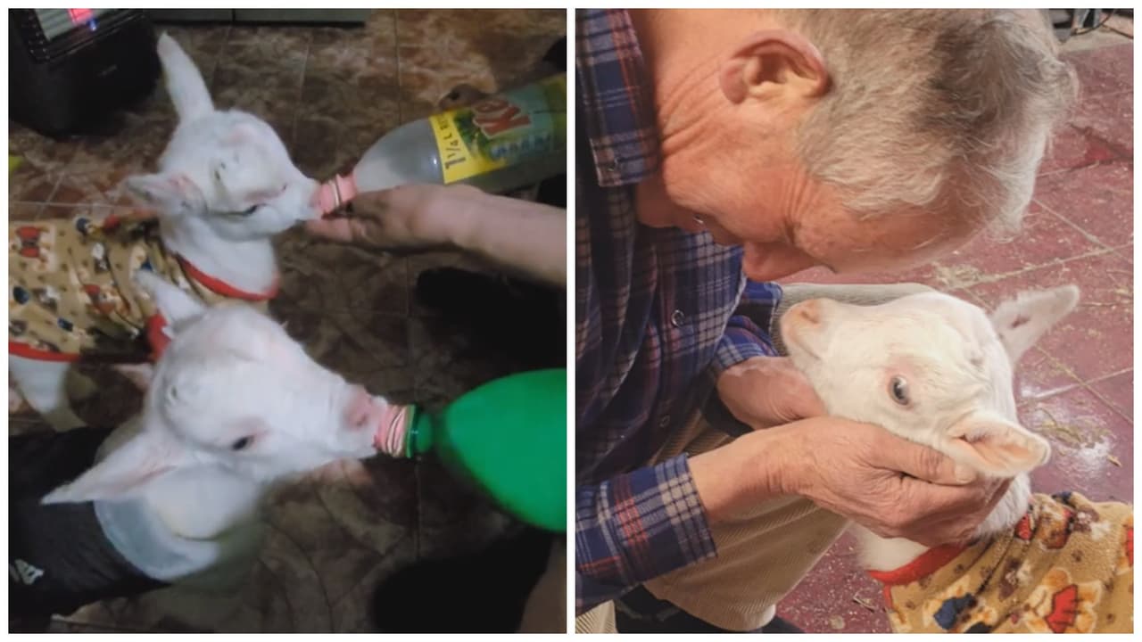 Hombre salva de la muerte a dos chivos en vez de comprar tomates: los crió como si fueran perros