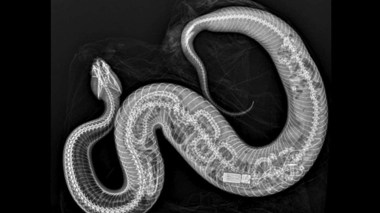 Unos rayos X muestran al transmisor y la columna vertebral de la pitón dentro de la serpiente.
<br>