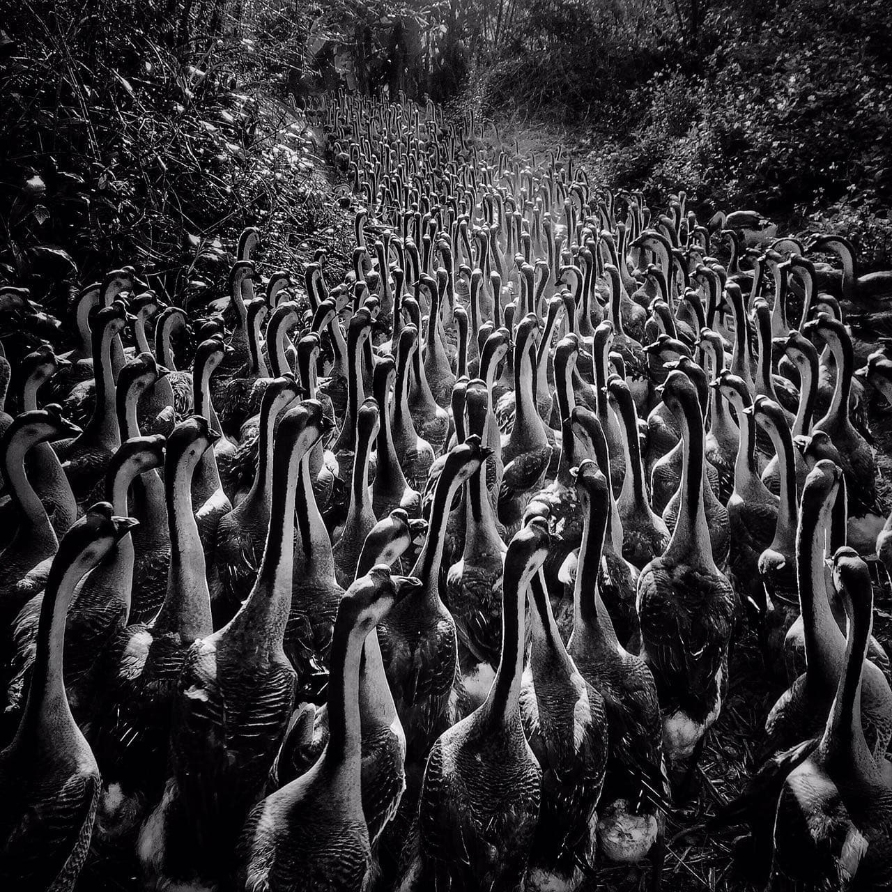 El tercer premio de esa categoría fue para Junbiao Cai, de Guangdong, China.