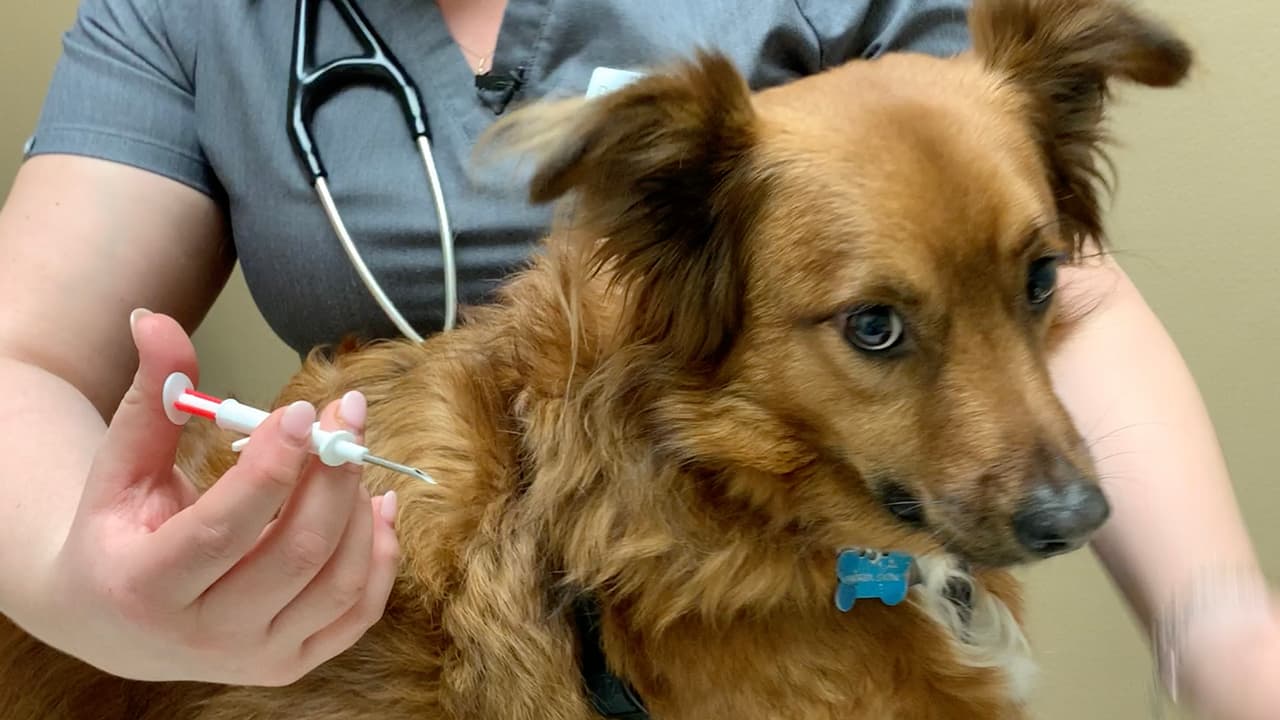 El proceso para implantar el microchip es relativamente rápido y sencillo, y puede ayudar a reunirte con tu perro o tu gato si es que se pierde.