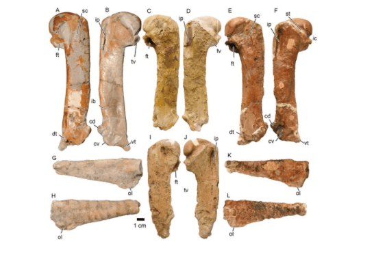 Imagen que muestra fragmentos del ala del
<i>Kairuku waewaeroa </i>estudiado por científicos de la Universidad de Massey en Nueva Zelanda.