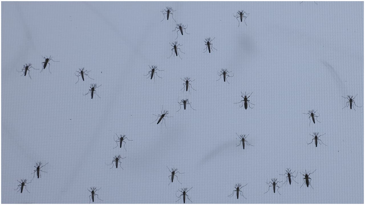 Departamento de Salud de Florida confirma caso de dengue en Miami-Dade