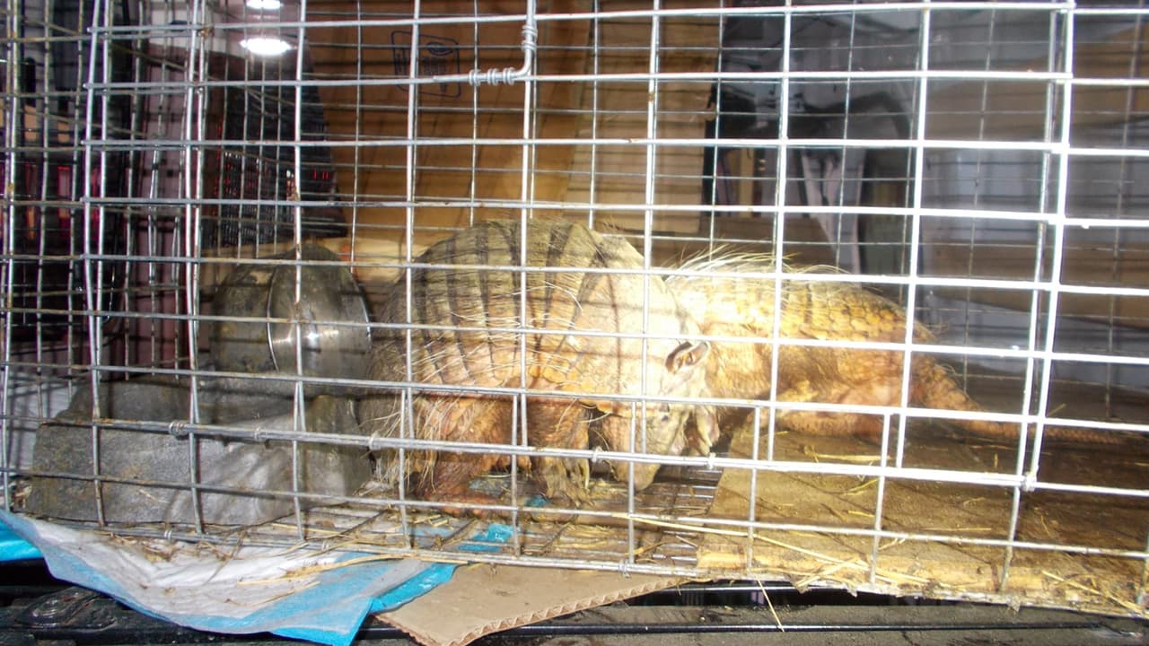 Las autoridades hallaron también 19 perros de varias razas y tamaños, 6 gatos y 2 armadillos.