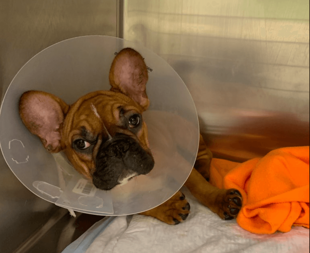 La policía de Chicago dijo que la compañía responsable del envío recibió dos citaciones, incluyendo una por 17 cargos de negligencia de animales y otra citación por negligencia que pudo haber contribuido a la muerte de un canino.