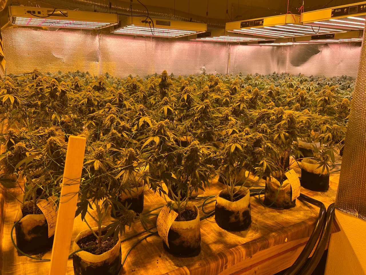 Un operativo conjunto entre el Departamento de Control de Cannabis y la Policía de Antioch dejó como resultado el decomiso de miles de plantas de marihuana con un valor en el mercado de casi $15 millones de dólares.