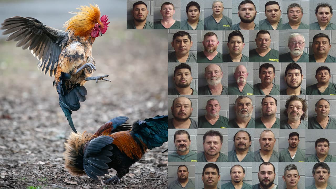 Encuentra más información sobre el operativo,
<b><a href="https://www.univision.com/local/atlanta-wuvg/operacion-en-pelea-de-gallos-en-georgia-termina-con-38-detenidos-la-mayoria-hispanos" target="_blank">aquí</a></b>.
