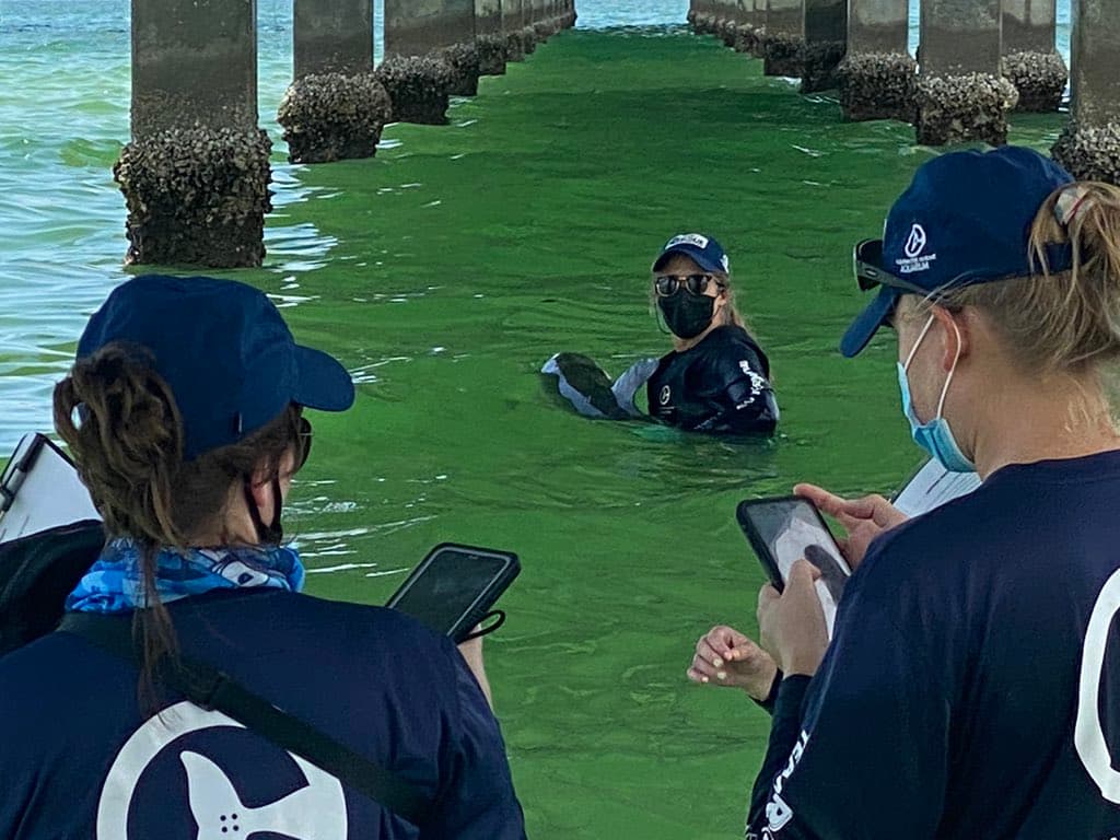 Afortunadamente el delfín bebé pudo ser liberado de las cuerdas de la trampa.