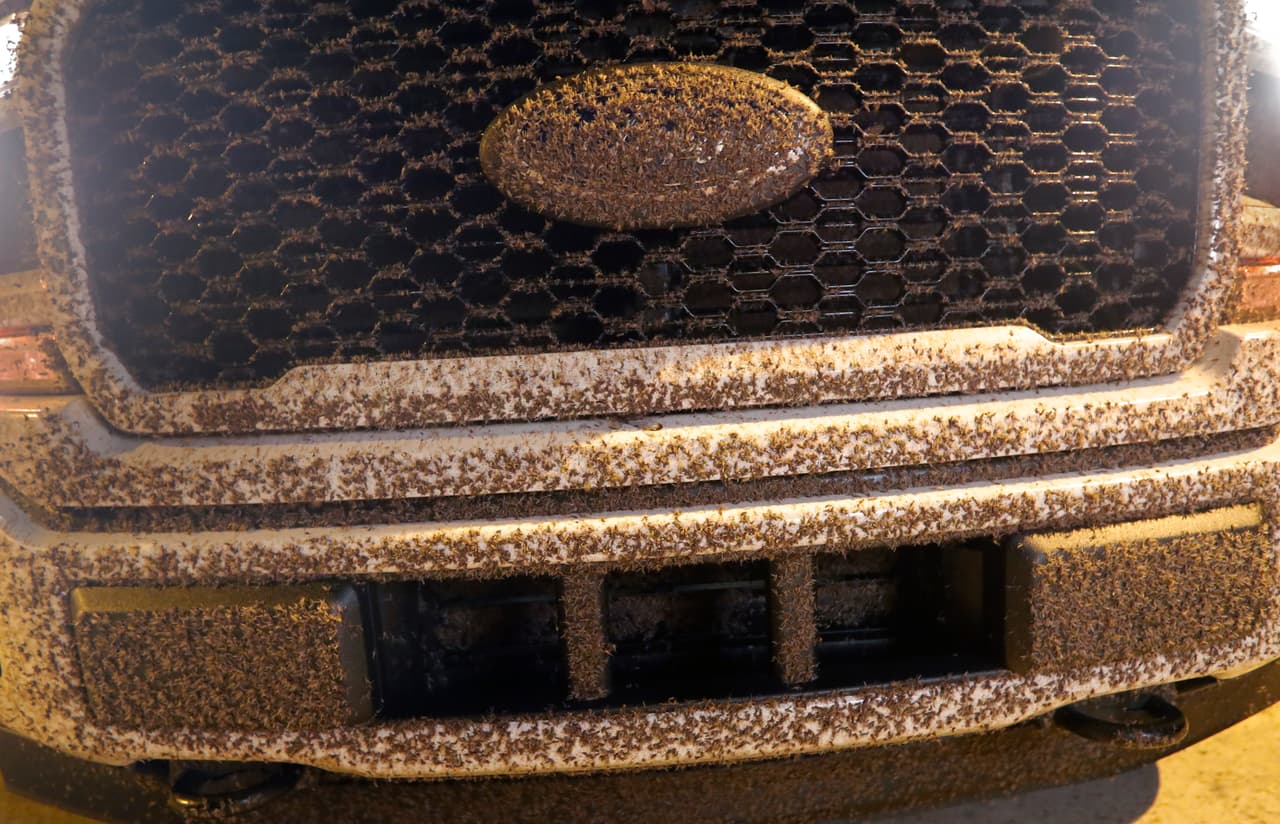 “Tienden a aparecer en miles de millones, todos a la vez y no duran demasiado”, dijo a la agencia AP Nick DeLisi, entomólogo del Distrito de Reducción de Mosquitos St. Tammany en el lago Pontchartrain, al norte de Nueva Orleans, “pero en ese marco de tiempo es un infierno”, agregó.