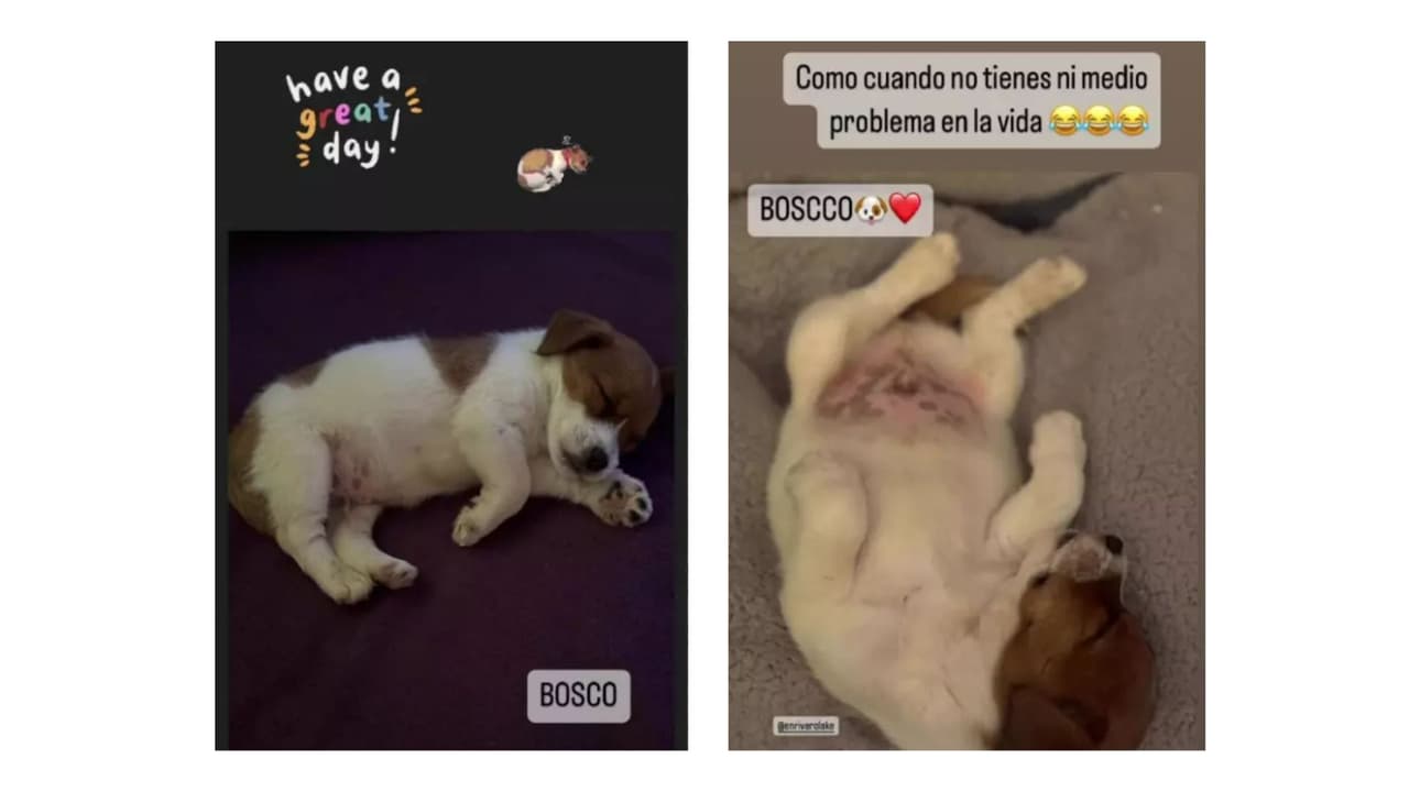 Así le dio la bienvenida a Bosco en marzo pasado.