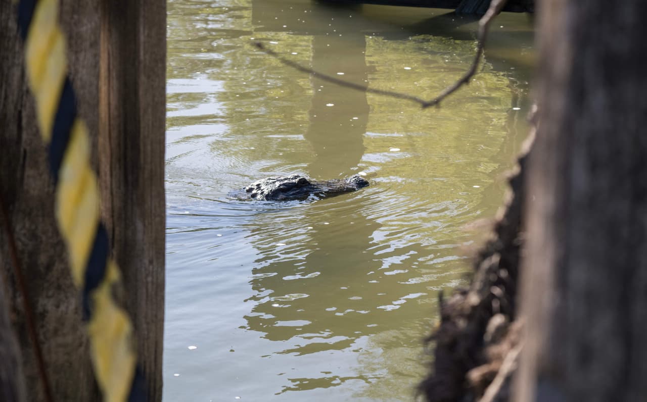 <h2 class="cms-H2-H2">Sawgrass Lake</h2>
<br>Es una reserva de vida silvestre en la Bahía de Tampa, allí es posible ver caimanes tomando el sol, especialmente en invierno.
