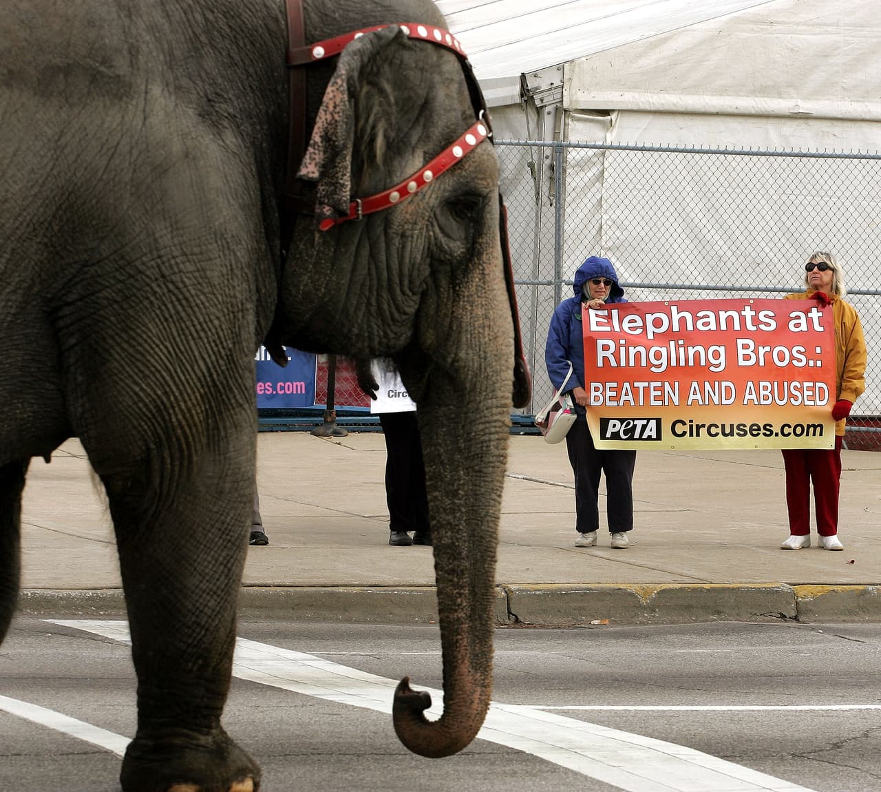 El activismo de las sociedades protectoras de animales fue otra de las causas que llevó al cierre del icónico circo.