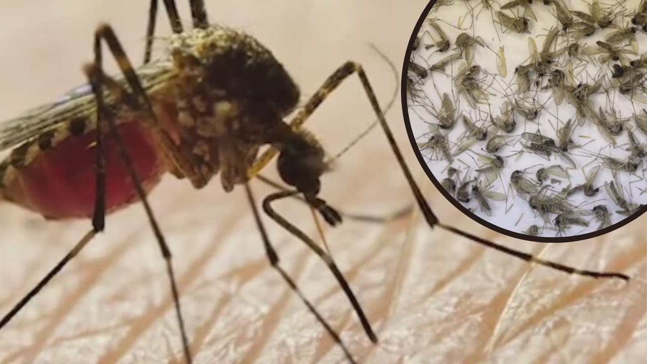 Detectan primer caso humano del virus del Nilo Occidental en el norte de California