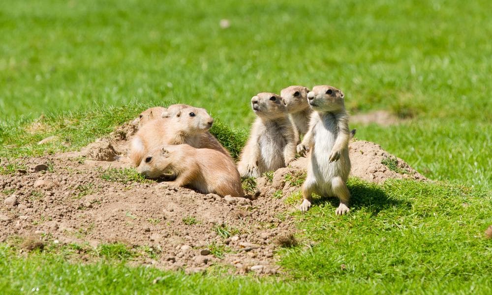 Si estás interesado en nombrar a estos cuatros pequeños, puedes participar en
<a href="http://www.sfzoo.org/special-events/name-our-prairie-dog-pups" target="_blank">www.sfzoo.org</a>.
<br>