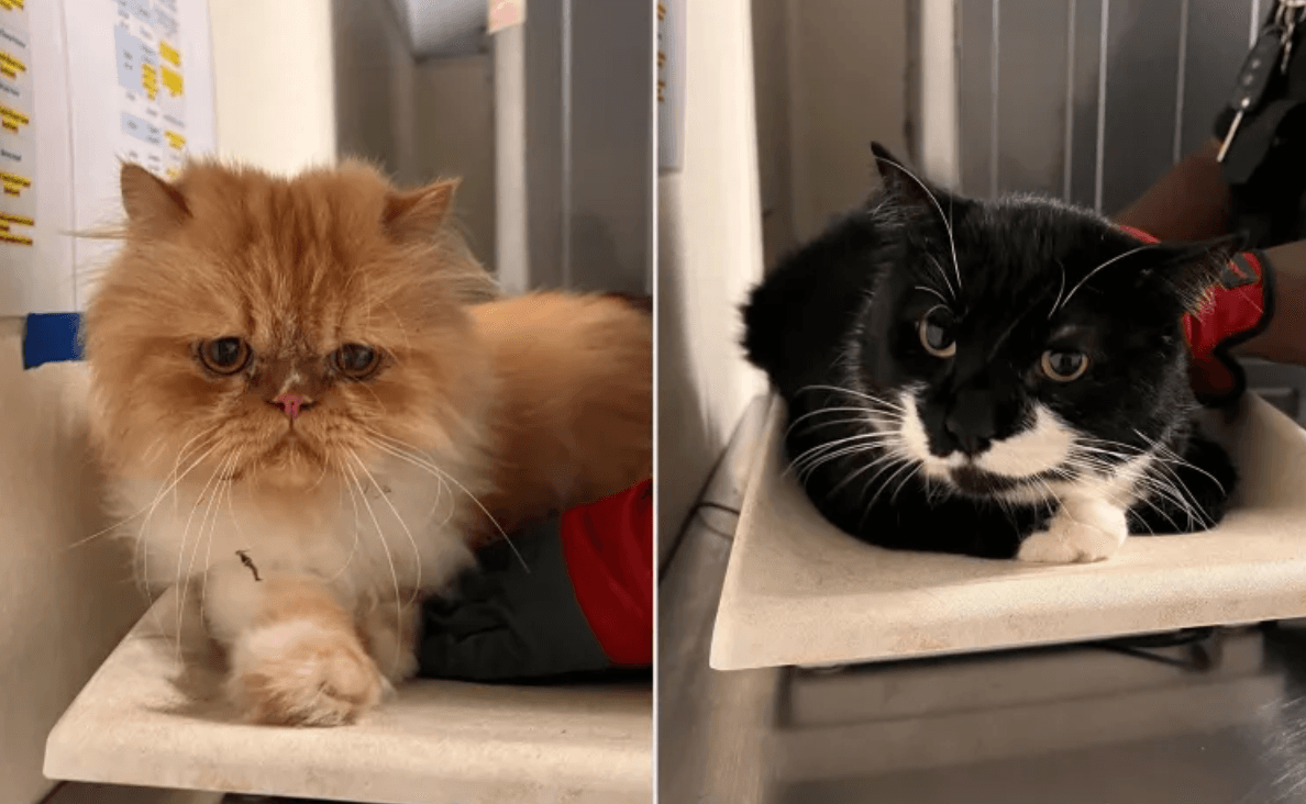 Más de 500 gatos, vivos y muertos, son hallados en propiedades vinculadas a un refugio de California