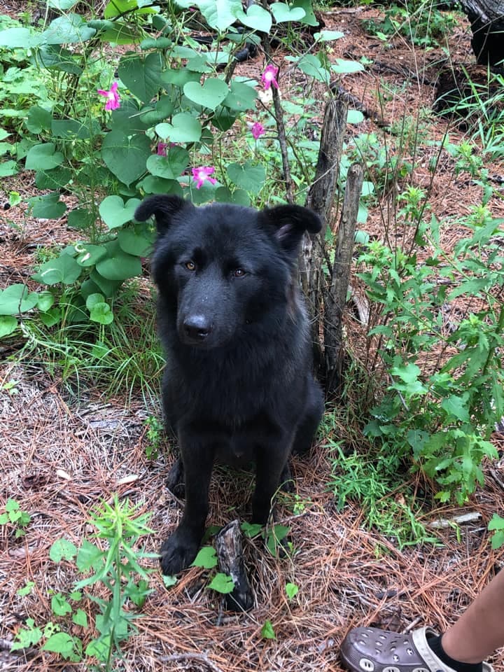 Día Nacional de las Mascotas