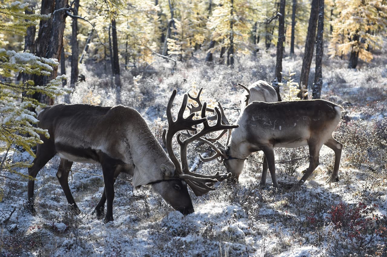 Otras curiosidades de este magnífico animal incluyen:
<br>
<br>Tanto a los machos como a las hembras les crecen astas (algunos le decimos cuernos). Son el único cérvido con esta característica. Estas ornamentas se les caen y vuelven a crecer cada año.