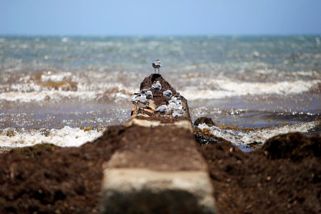 Una capa de algas marinas cubre las costas del Caribe