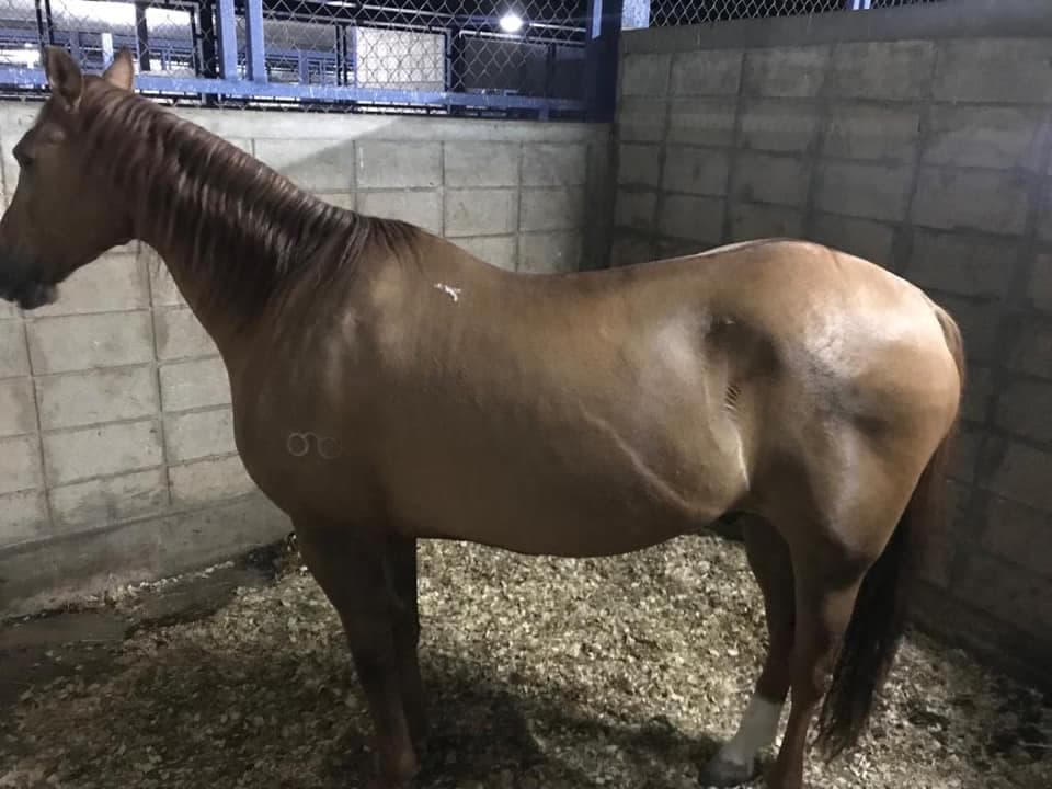 Finalizan donación de caballos pertenecientes a la Policía