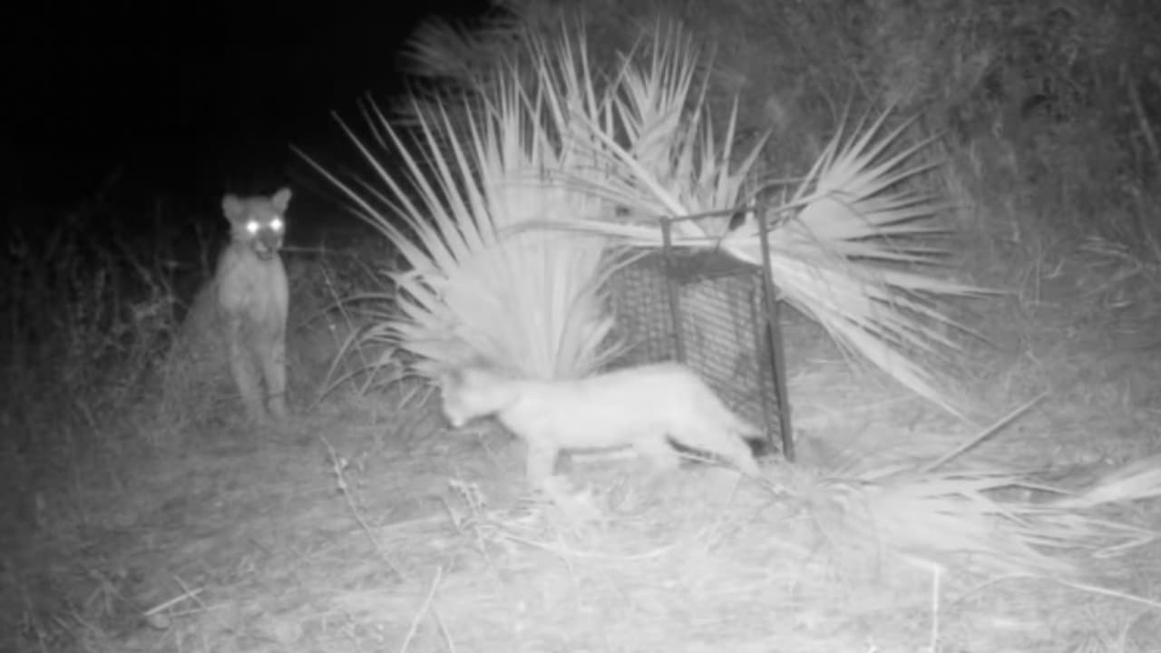 Revelan conmovedor reencuentro entre una pantera y su cachorra en Florida