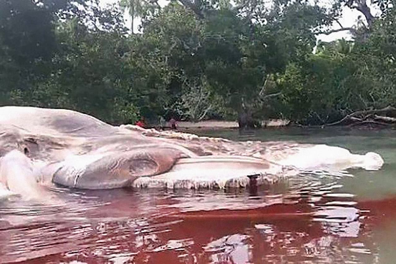 Luego de varios días de especulaciones en redes sociales, los habitantes de la isla de Seram en el Pacífico ahora están preocupados por que esta gran masa en descomposición sea removida de la costa.