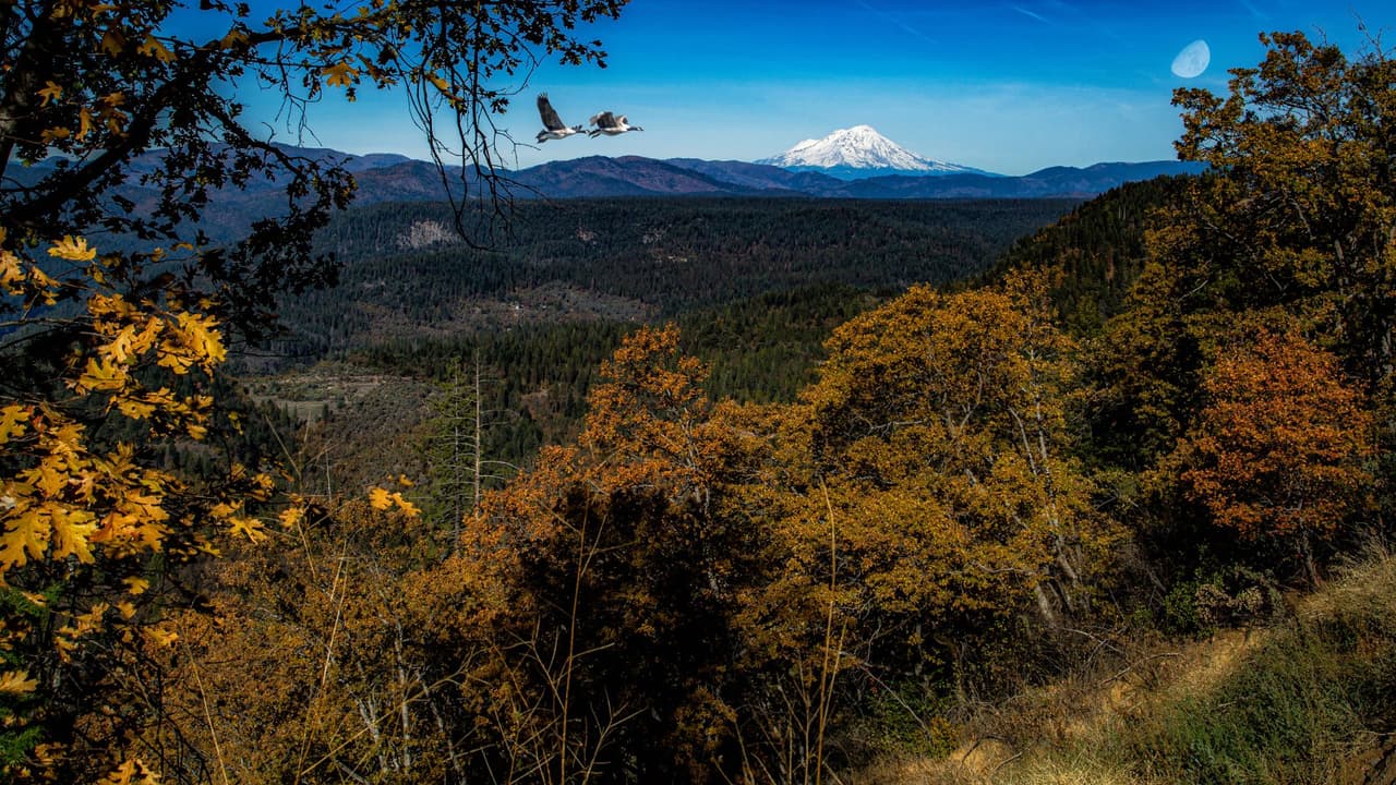 <h2 class="cms-H2-H2">1.- Monte Shasta</h2>
<br>
<br>Uno de los mejores lugares para
<b>observar el cambio de follaje en los bosques del norte de California</b> es en los bosques que rodean el Monte Shasta. Y en este bosque, uno de los sitios imperdibles es la cascada de Shasta, un sitio idílico para atestiguar el paso del otoño por el estado dorado.