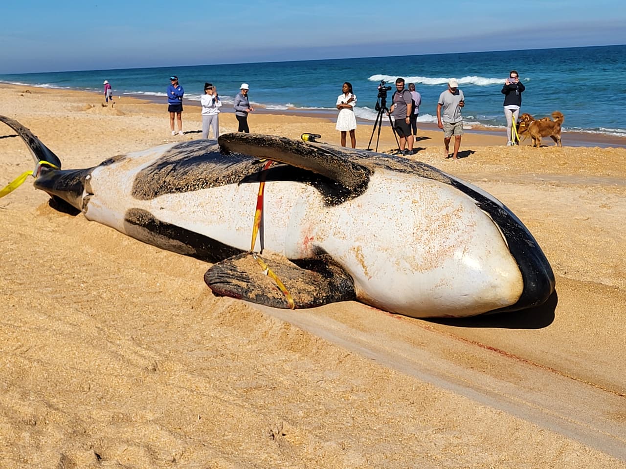 La ballena asesina de más de 7,000 libras de peso y 21 pies de largo fue localizada la mañana del 11 de enero al sur de Jungle Hut Park en Palm Coast, de acuerdo con informes iniciales del Alguacil del condado Flagler. La Administración Nacional Oceánica y Atmosférica señaló a través de un comunicado que la ballena era una hembra de edad adulta y que no tenía algún indicio de interacción con humanos o golpes, además se detectaron algunos "signos de enfermedades". Los detalles de la causa de la muerte de la ballena asesina que apareció en la costa de Florida serán dados a conocer una vez que se concluya la necropsia y los estudios de laboratorios correspondientes.