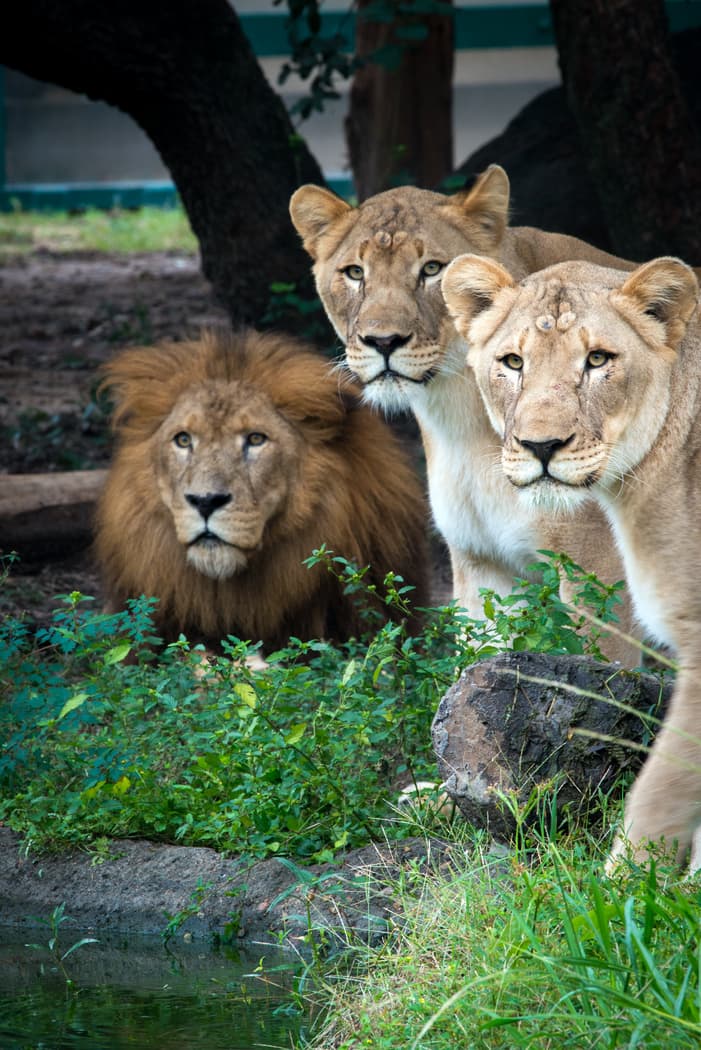 Jonathan fue traído al zoológico de Houston en 2006 y vivió la mayor parte de su vida allí. El león había sido rescatado de un dueño particular cuando tenía pocos años de edad.