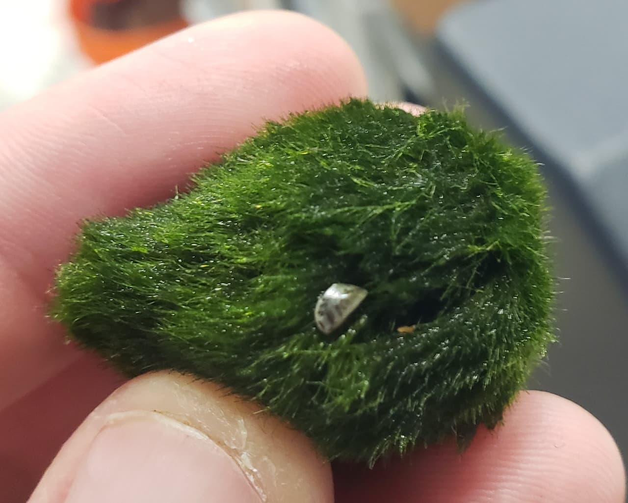 Las visitas a varias cadenas de tiendas de mascotas en Georgia confirmaron la presencia de mejillones cebra en este y otros productos.