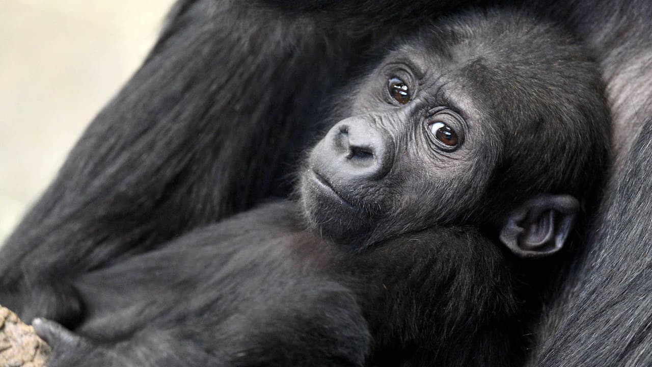 El zoológico tendrá varios kits de cuidado, "auriculares que reducen el ruido, copias impresas de los horarios visuales, calcomanías de autismo y brazaletes de identificación en caso de que un niño se separe de su familia", según dice el comunicado del zoológico.