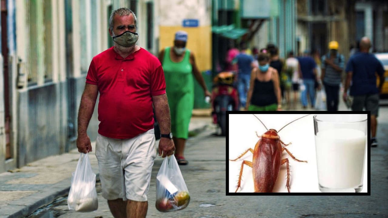 “Leche de cucaracha, la nueva bebida nutritiva”: lo que dice una radio oficialista en Cuba