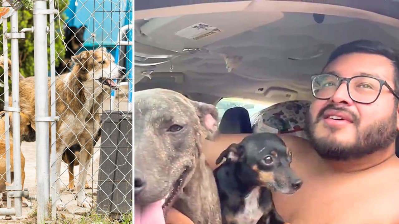 Rescatan a 11 perros tras ser hallados en condiciones inhumanas en una casa del oeste de San Antonio
