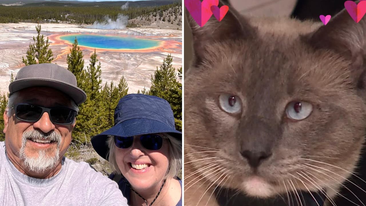 La travesía de un gato que se perdió en un viaje a Yellowstone y meses después volvió a su casa en California