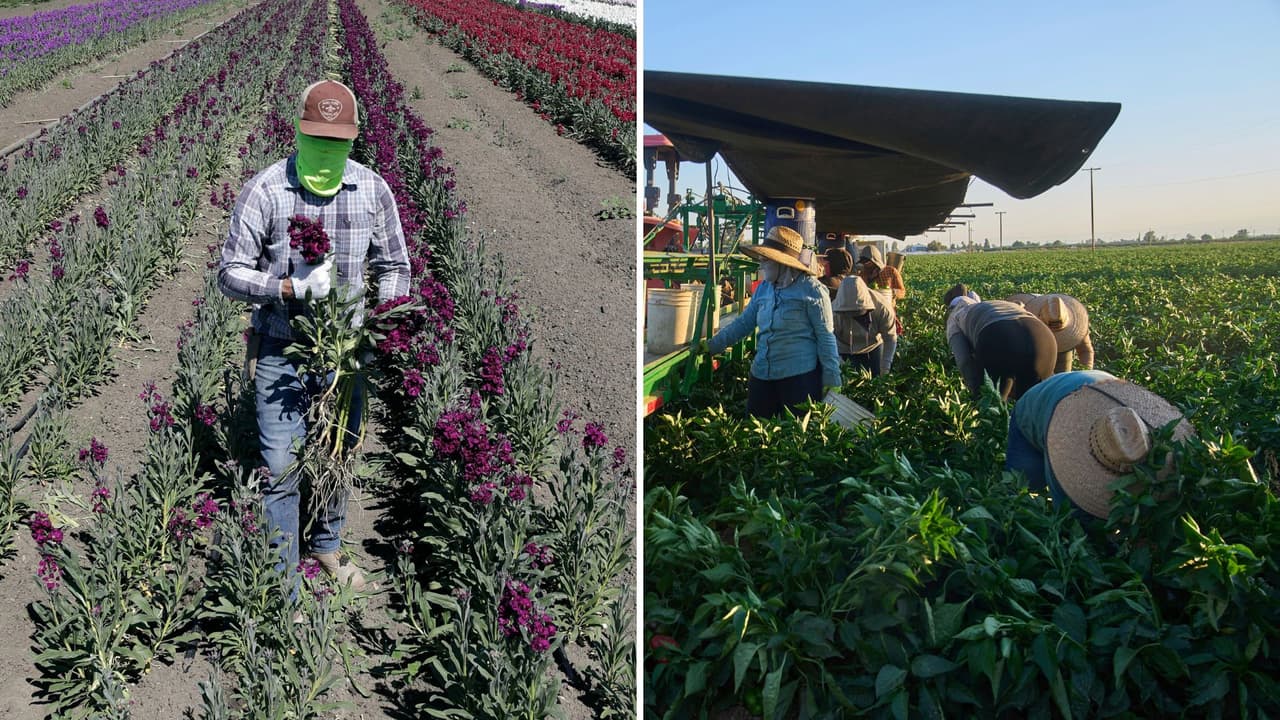 Nueva ley de California aumentará el salario mínimo para los trabajadores agrícolas