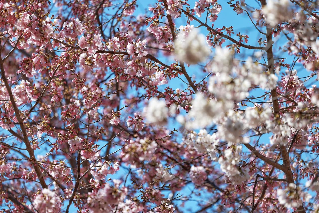 Los cerezos de flor o
<i>cherry blossom </i>son uno de los mayores atractivos turísticos en Washington DC, lo que los convierte en un símbolo de la ciudad.